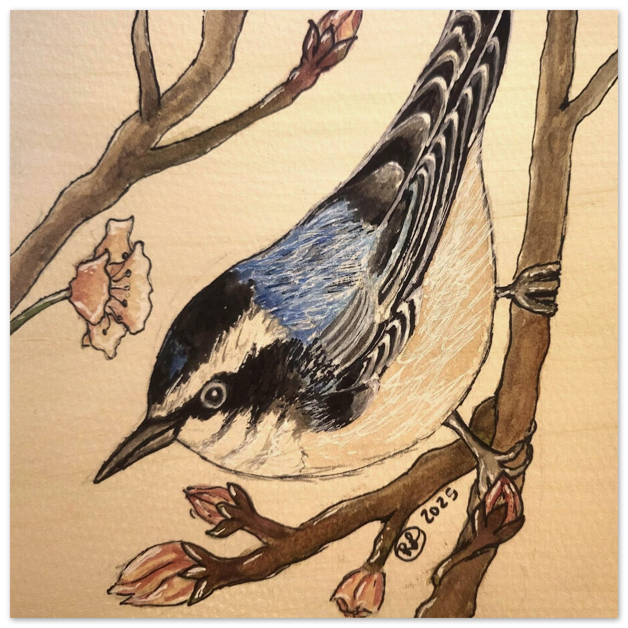 Birds of Idaho Collection
